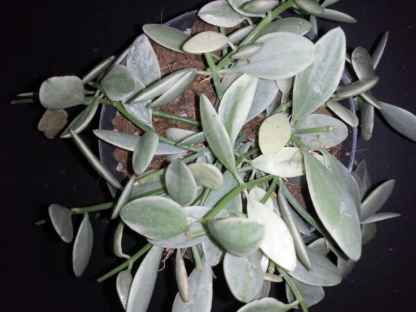 Dischidia onanthe White Diamond