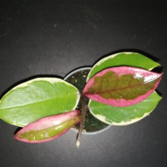 Hoya Flamingo Dream