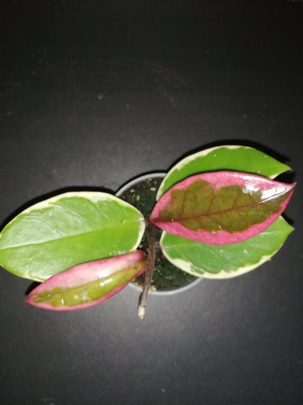Hoya Flamingo Dream