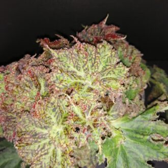Begonia Olga