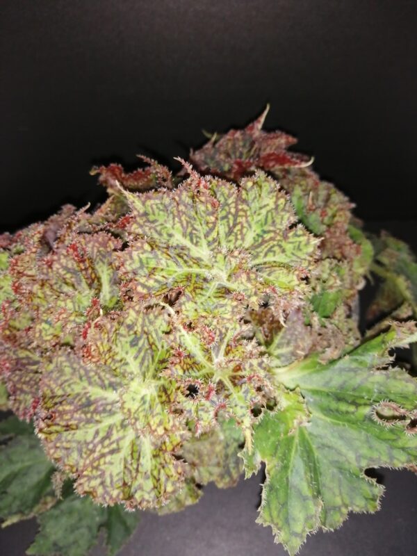 Begonia Olga