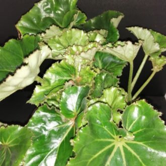 Begonia Essie Hunt