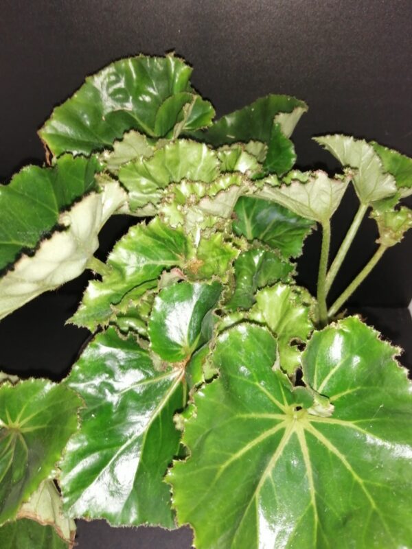Begonia Essie Hunt
