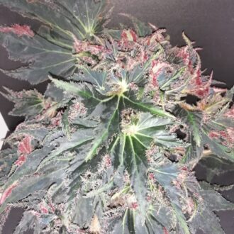 Begonia Break Dance