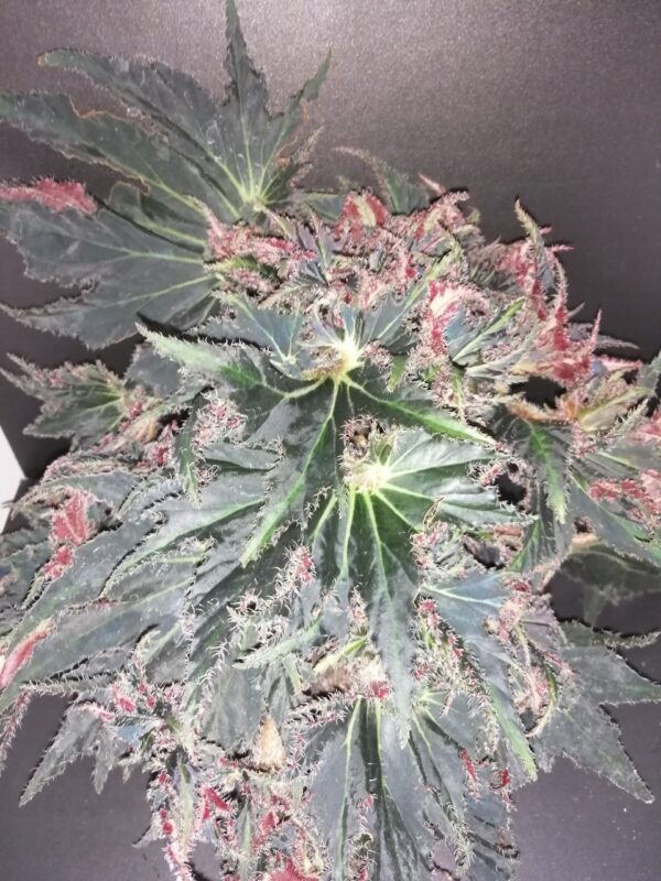 Begonia Break Dance