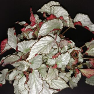Begonia Two Face