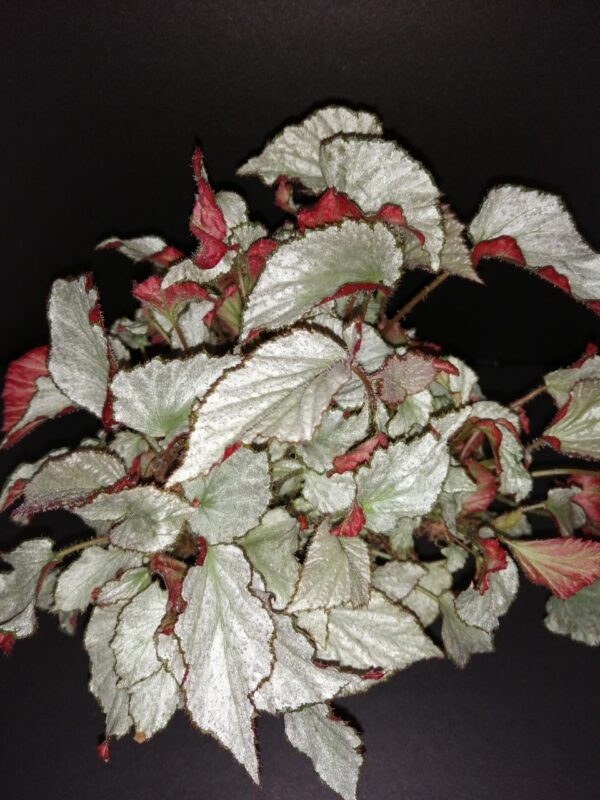 Begonia Two Face
