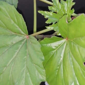 Begonia U442