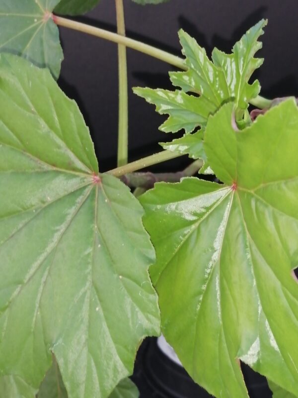 Begonia U442