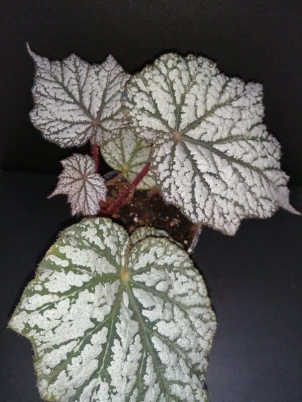 Begonia Sterling Moon