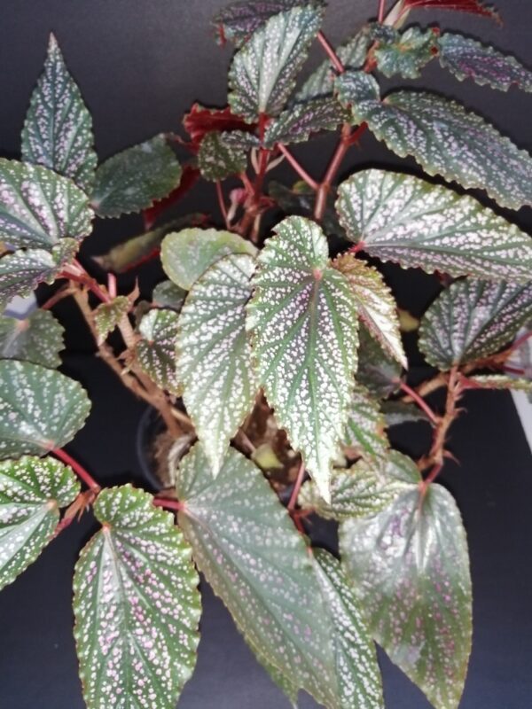 Begonia Pink Benigo