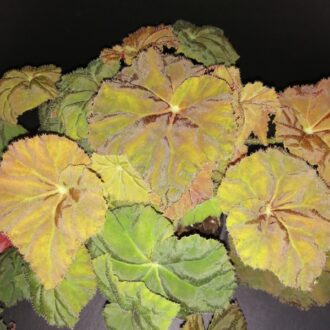 Begonia Amber Love