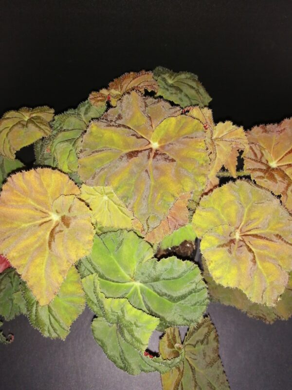 Begonia Amber Love