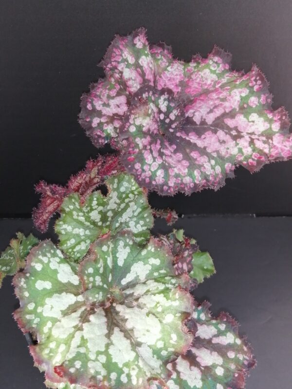 Begonia Rex Cultorum 1