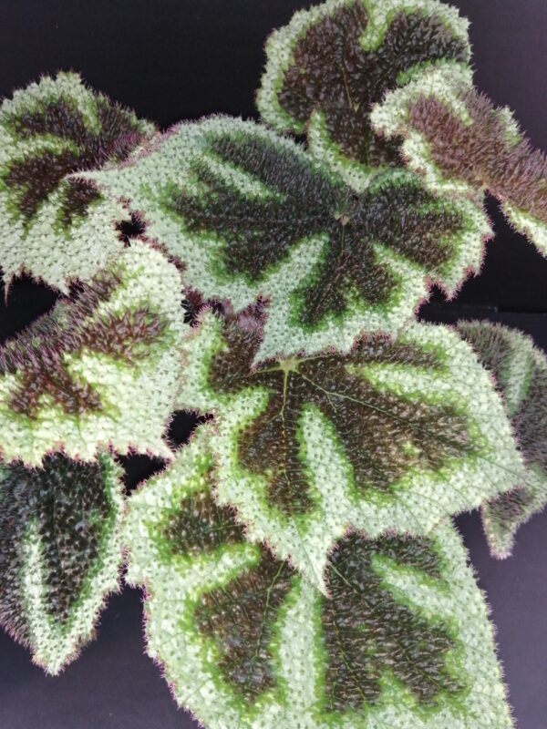 Begonia masoniana Tricolor