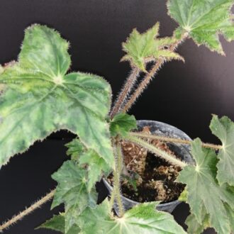 Begonia 'Elisabeth'