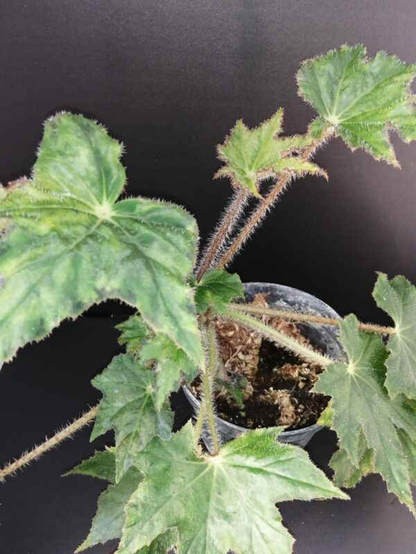 Begonia 'Elisabeth'
