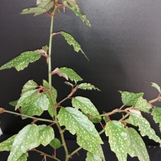 Begonia Medora