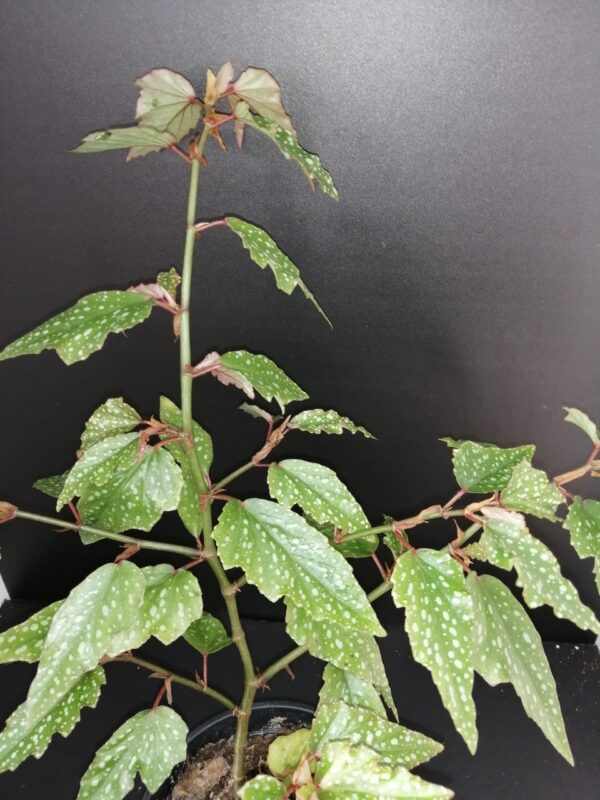 Begonia Medora