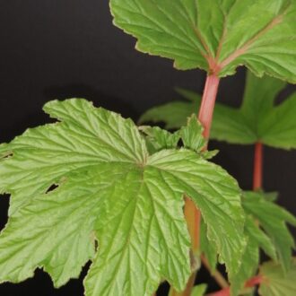 Begonia gardneri