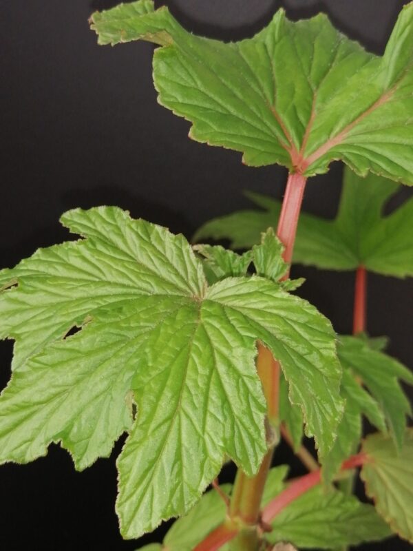 Begonia gardneri
