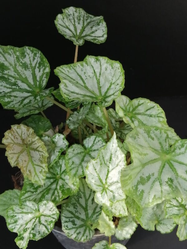 Begonia Skeezar