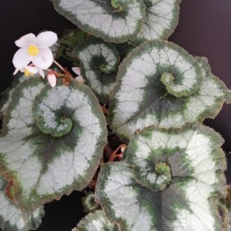 Begonia 'Princess of Hanover'