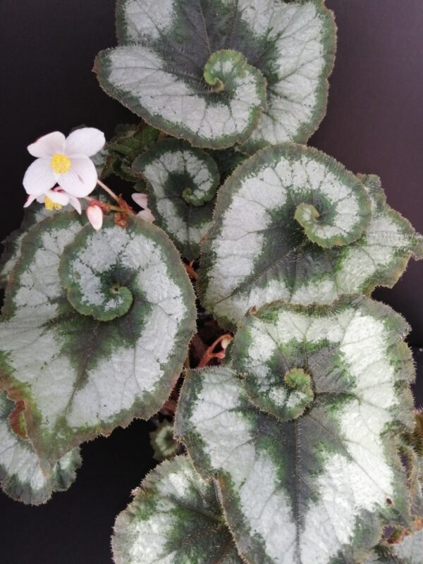 Begonia 'Princess of Hanover'