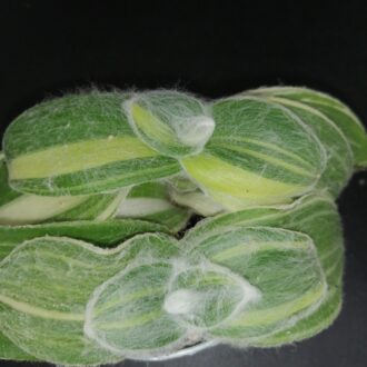 Tradescantia sillamontana 'Variegata' micro
