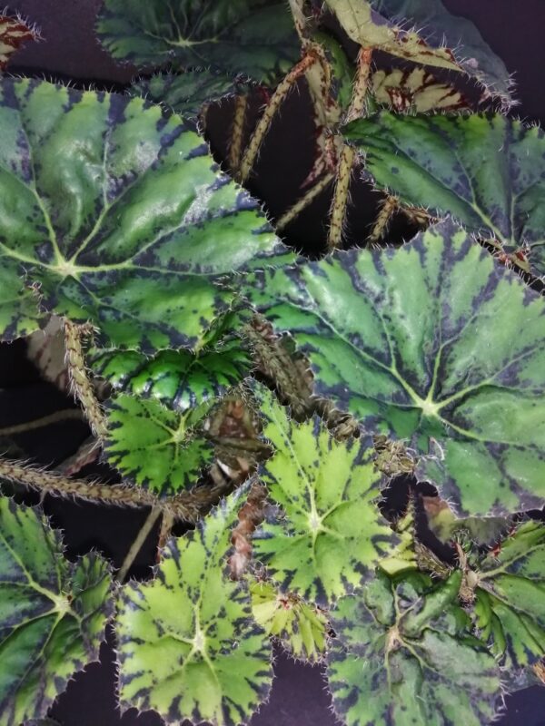 Begonia Chantilly lace