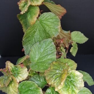 Begonia Mirella Collavini