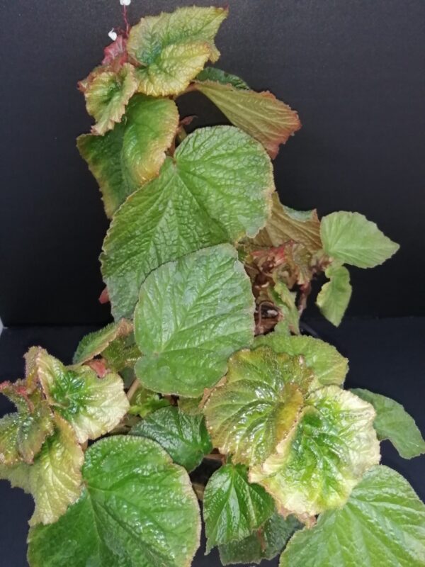 Begonia Mirella Collavini