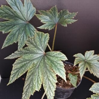 Begonia Griphon