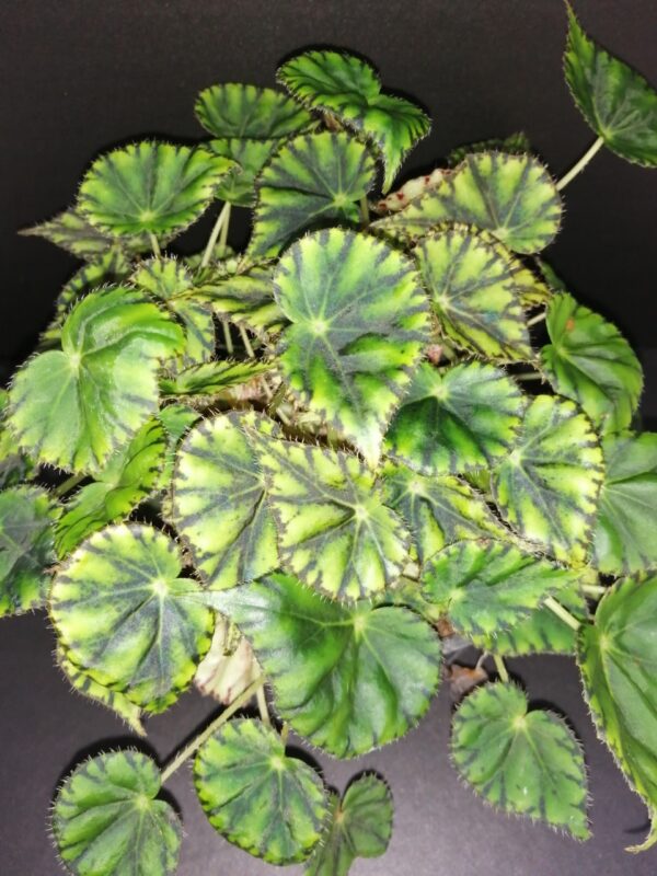Begonia mazae var. nigricans
