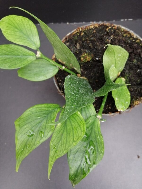 Hoya polyneura, Hooker F.