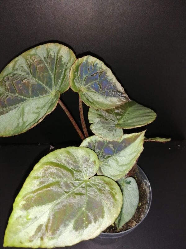 Begonia burkilii Dark Form