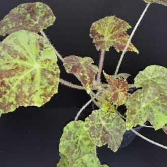 Begonia Marmaduke