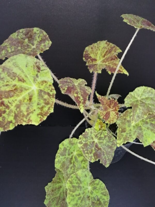 Begonia Marmaduke