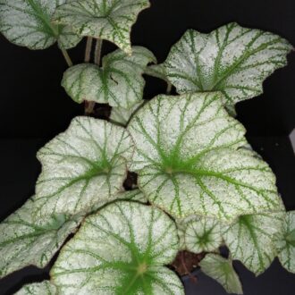 Begonia Silver Cloud , sin. B. 'Kathleyana'