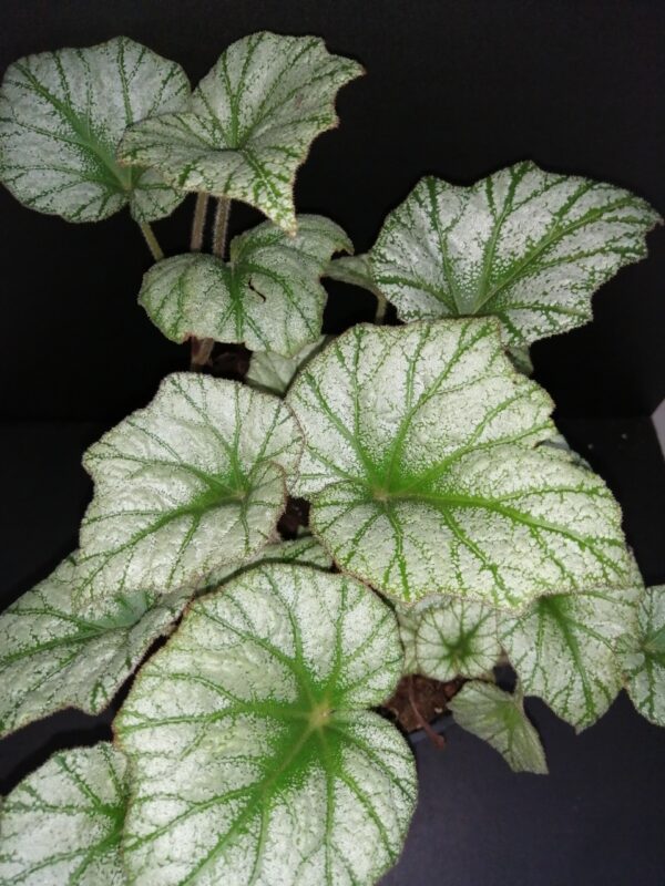Begonia Silver Cloud , sin. B. 'Kathleyana'