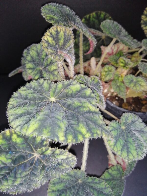 Begonia Sisquoc