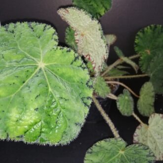 Begonia Chichee