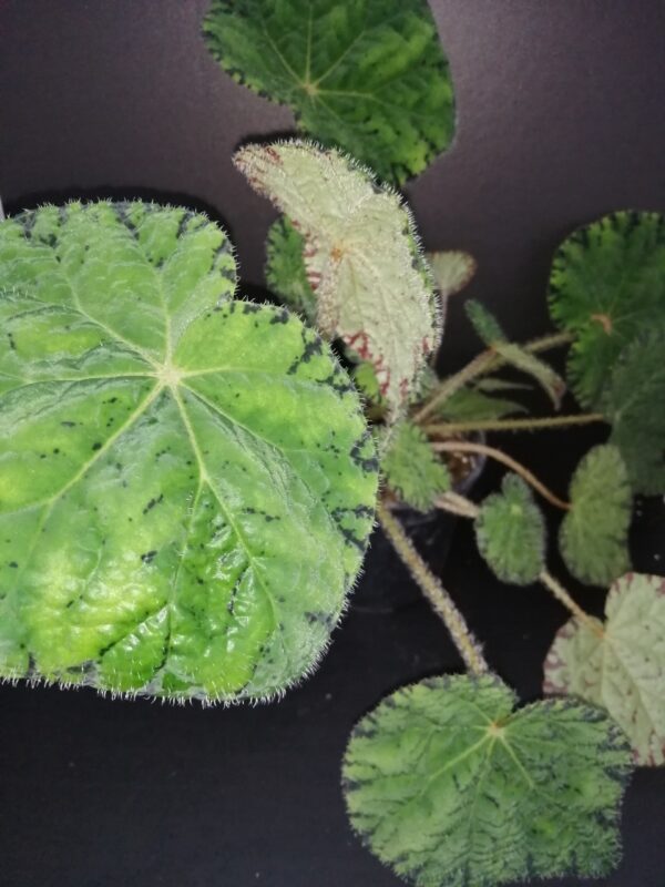 Begonia Chichee