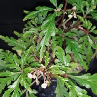 Begonia pollioensis