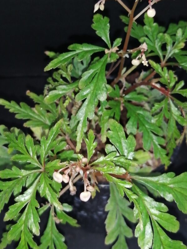 Begonia pollioensis