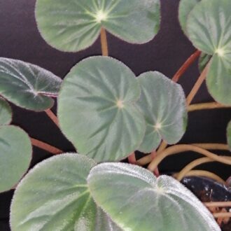 Begonia acetosa