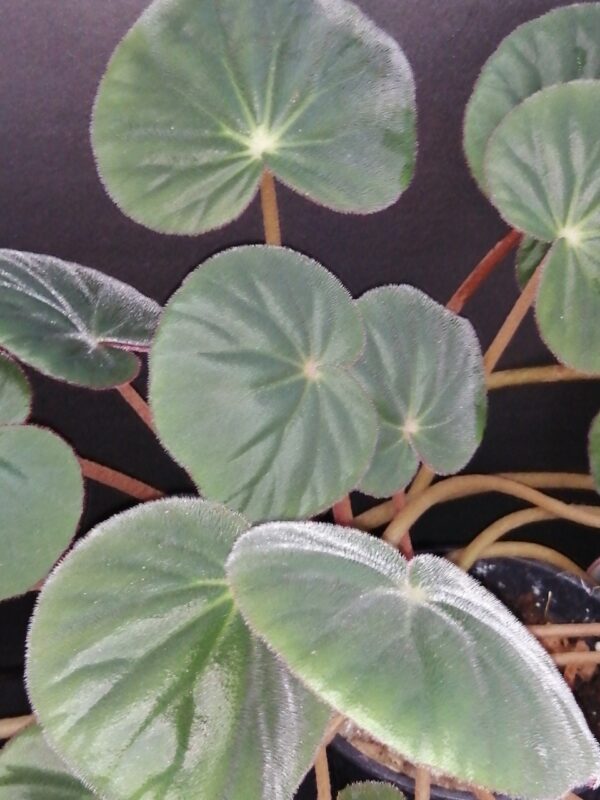 Begonia acetosa