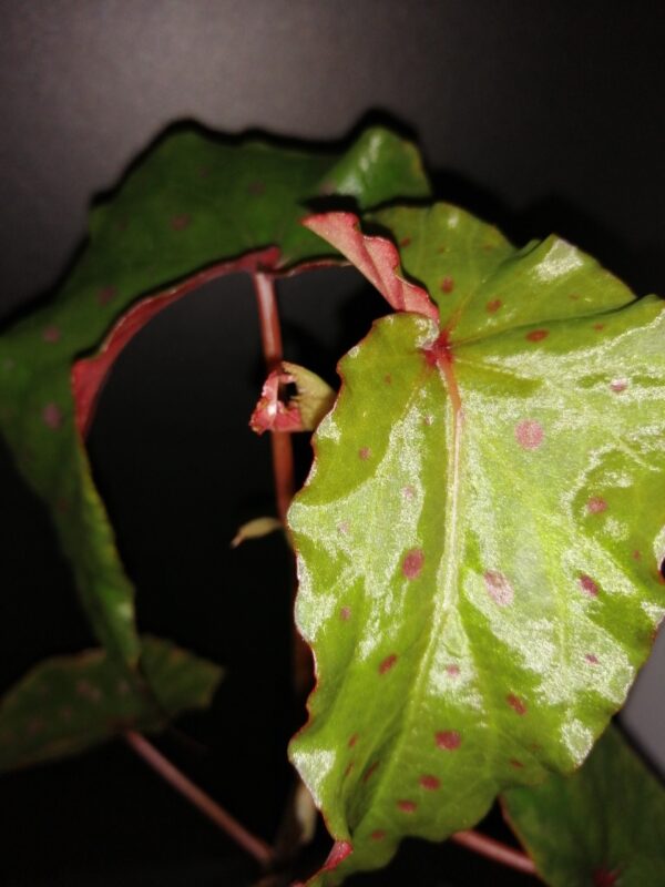 Begonia malachosticta x amphioxus