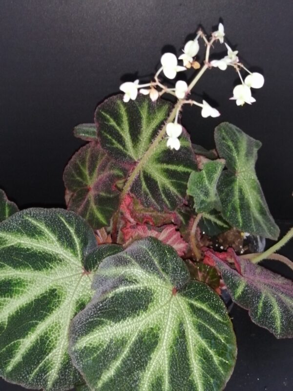 Begonia soli-mutata