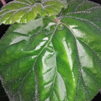 Begonia Dark Secret